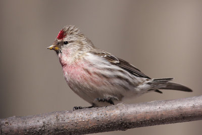 redpoll 8