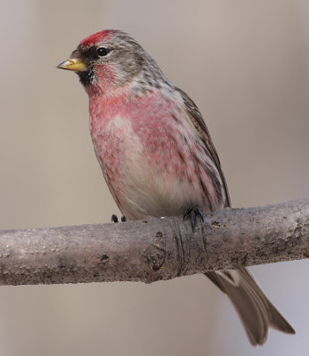 redpoll 18