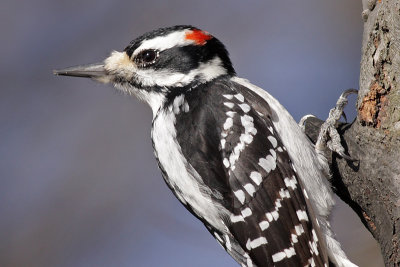 hairy woodpecker 26