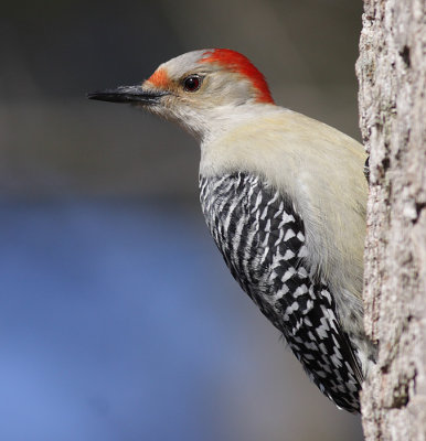 red-bellied woodpecker 55