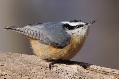 red breasted nuthatch 27