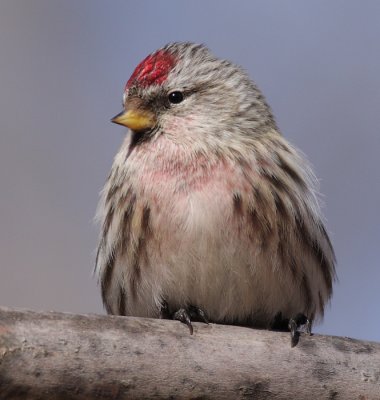 redpoll 21