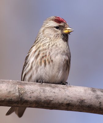 redpoll 23