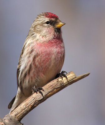 redpoll 24