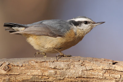 red breasted nuthatch 29