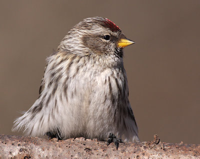 redpoll 32