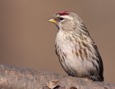 redpoll 33