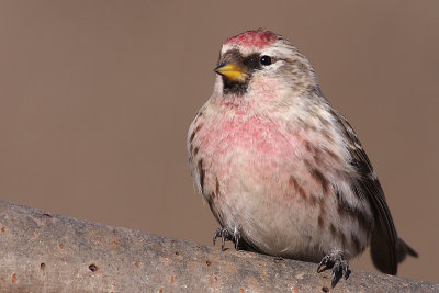redpoll 34