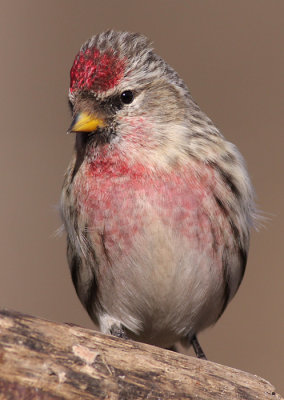 redpoll 35
