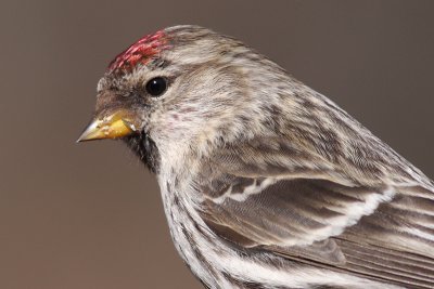 redpoll 39