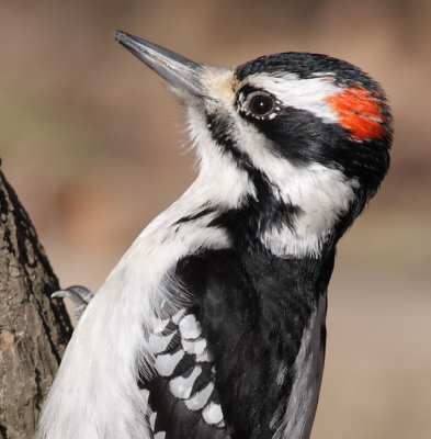 hairy woodpecker 29