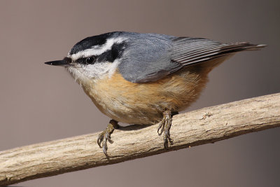 red breasted nuthatch 31