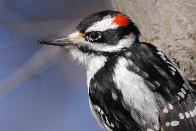 hairy woodpecker 30