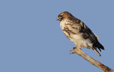 red-tailed hawk 90