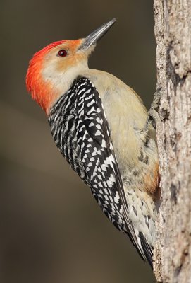 red-bellied woodpecker 63