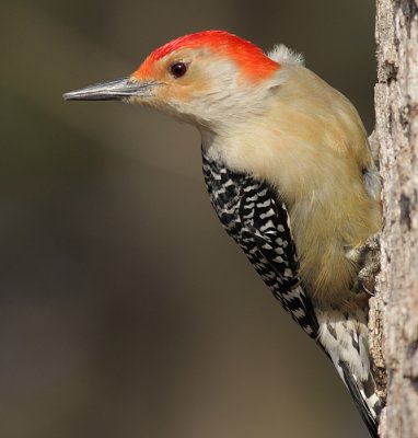 red-bellied woodpecker 64