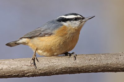 red breasted nuthatch 39