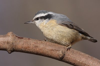 red breasted nuthatch 41