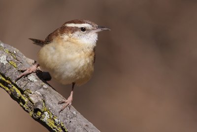 carolina wren 24