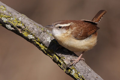 carolina wren 25