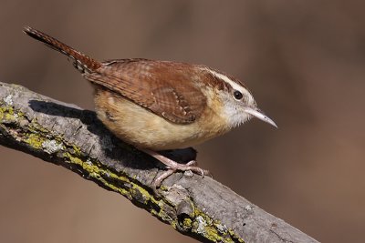 carolina wren 26