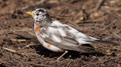 leucistic robin 40
