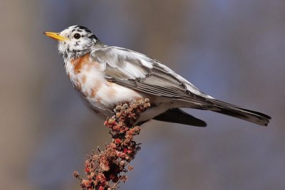 leucistic robin 46