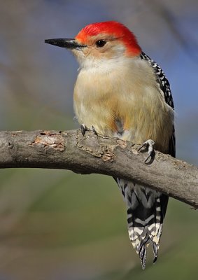 red-bellied woodpecker 68