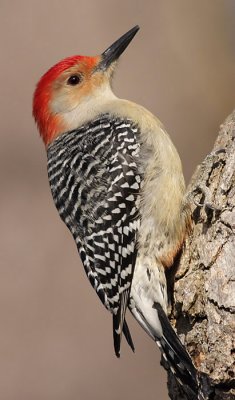 red-bellied woodpecker 70