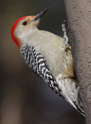 red-bellied woodpecker 72