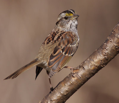 white-throated sparrow 124