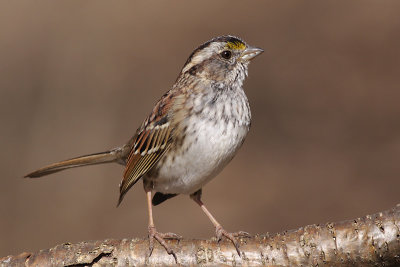 white-throated sparrow 125