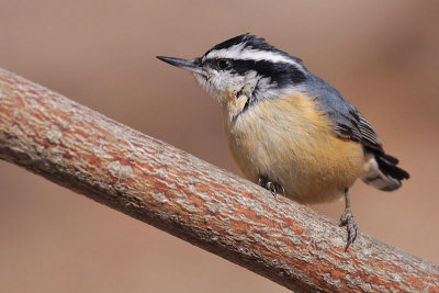 red breasted nuthatch 45