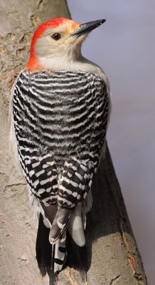 red-bellied woodpecker 75
