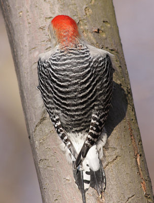 red-bellied woodpecker 83