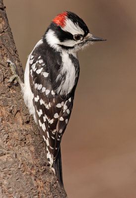 downy woodpecker 306