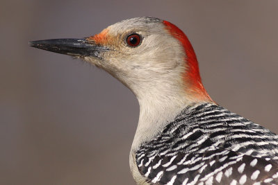 red-bellied woodpecker 87