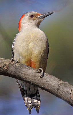 red-bellied woodpecker 88