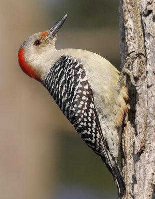 red-bellied woodpecker 92