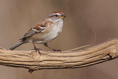 american tree sparrow 83