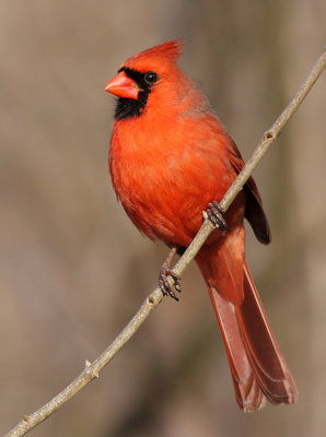 cardinal 293