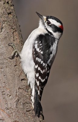 downy woodpecker 307