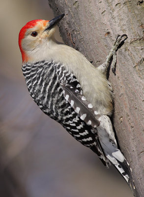 red-bellied woodpecker 95