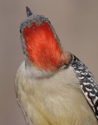 red-bellied woodpecker 96