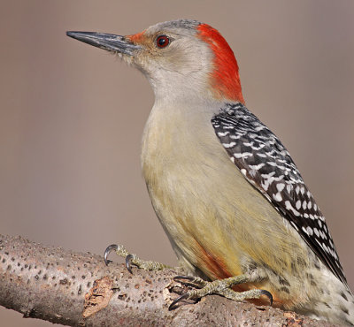 red-bellied woodpecker 99