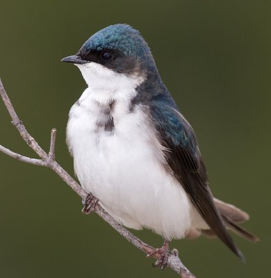 Tree Swallow - Female