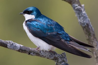 Tree Swallows