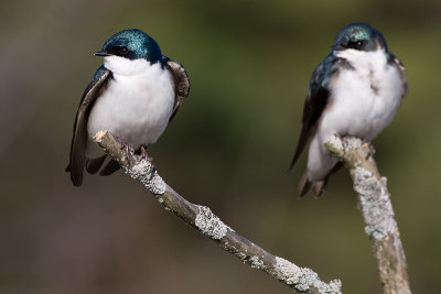 tree swallow 108