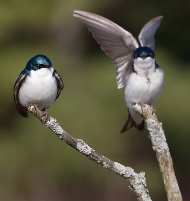 tree swallow 110