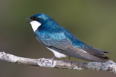 tree swallow 117